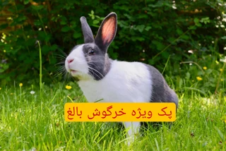 پک ویژه خرگوش بالغ